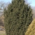25 Year Mature Specimen  (Bickelhaupt Arboretum)