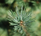 ´Cesarini Blue´ Limber Pine