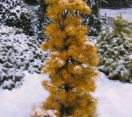 ´Chief Joseph´ Lodgepole Pine