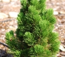 ´Compact Gem´ Bosnian Pine