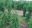 ´Frohberg´ Norway Spruce