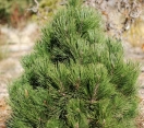 ´Green Bun´ Bosnian Pine