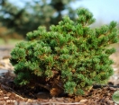 ´Hagaromo´ Dwarf Japanese White Pine