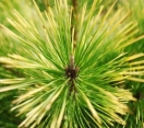 ´Ogon´ Japanese Black Pine