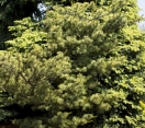 ´Ogon´ Japanese White Pine