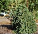 ´Big Wave´ (Glauca Pendula)  Norway Spruce