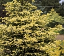 Early Gold Colorado Spruce