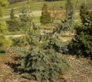 ´Weeping Koster´ Colorado Blue Spruce