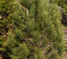 ´Chamolet´ Swiss Stone Pine
