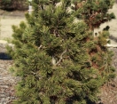 ´Shadow Lake´ Limber Pine