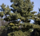 ´Dwarf´ Korean Pine