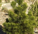 ´Malinik´ Bosnian Pine