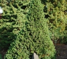 ´Sherwood Compact´ Bristlecone Pine