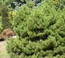 ´Hornibrookiana´ Austrian Pine