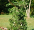´Uncle Fogy´ Contorted Jack Pine
