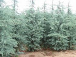 ´Blue Ice´ Arizona Cypress
