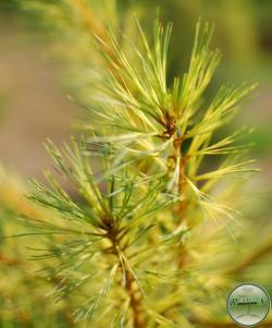 ´Golden Candles´ Eastern White Pine