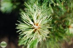 ´Tani Mano Uki´ Japanese White Pine