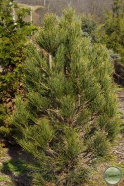 ´Chamolet´ Swiss Stone Pine