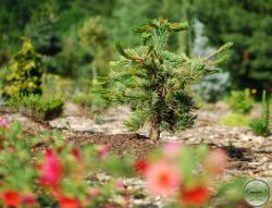 ´Jackson´s Prostrate´ Bristlecone Pine