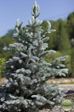 ´Hoopsi´ Colorado Blue Spruce