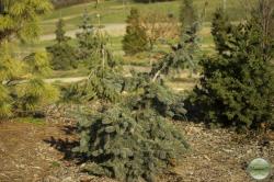 ´Weeping Koster´ Colorado Blue Spruce