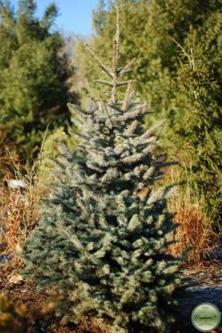 ´Mission Blue´ Colorado Blue Spruce