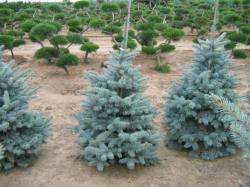 ´Moerhem´ Colorado Blue Spruce