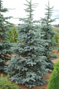 ´Thomsen´ Colorado Blue Spruce