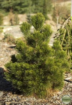 ´Malinik´ Bosnian Pine