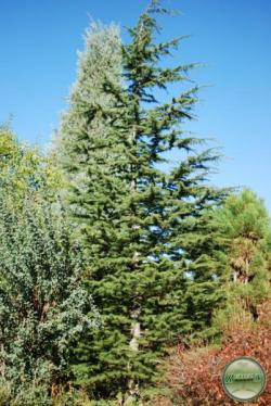 ´Brevifolia´ Lebanese Cedar